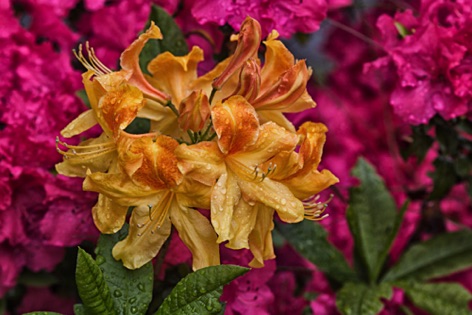 Azalea mollis